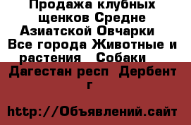 Продажа клубных щенков Средне Азиатской Овчарки - Все города Животные и растения » Собаки   . Дагестан респ.,Дербент г.